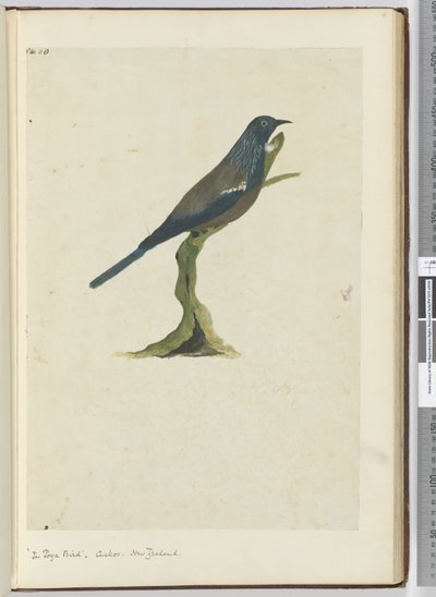 F.20 El pájaro poya, cuco. Nueva Zelanda, 1772-75 de Isaac Smith