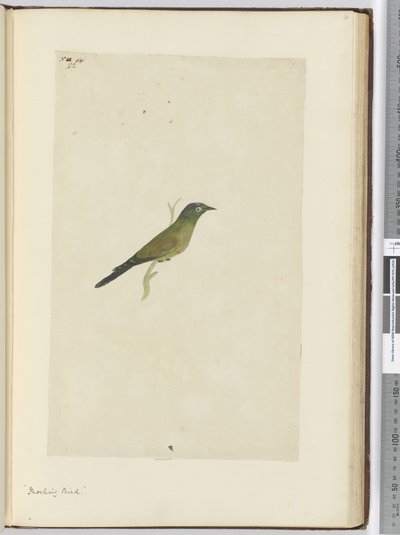 F.22 Pájaro burlón, 1772-75 de Isaac Smith