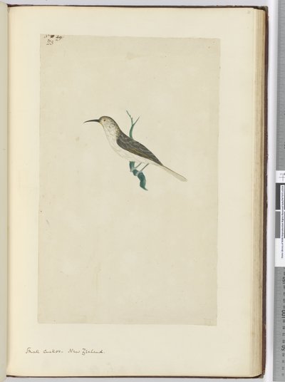 F.23 Cuco pequeño. Nueva Zelanda, 1772-75 de Isaac Smith