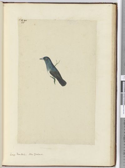f.25 Gran cola de abanico. Nueva Zelanda, 1772-75 de Isaac Smith