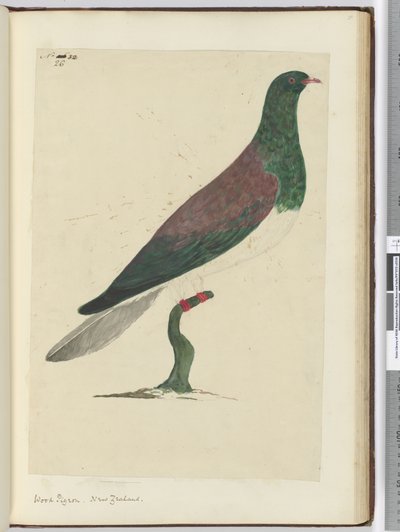 f.26 Paloma torcaz. Nueva Zelanda, 1772-75 de Isaac Smith