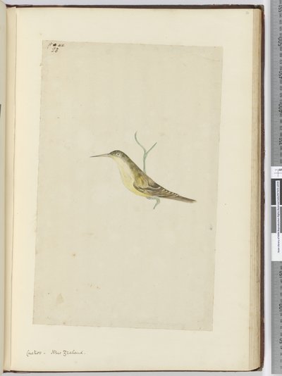 f.28 Cuco. Nueva Zelanda, 1772-75 de Isaac Smith
