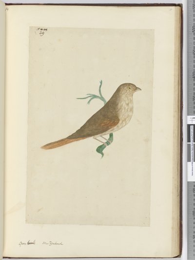 f.29 Pico grueso. Nueva Zelanda, 1772-75 de Isaac Smith