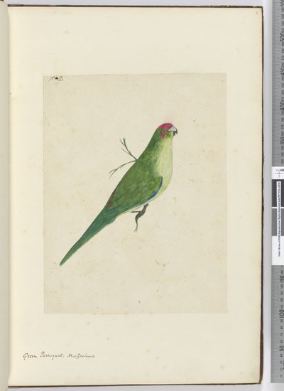 F.2 Periquito verde. Nueva Zelanda, 1772-75 de Isaac Smith
