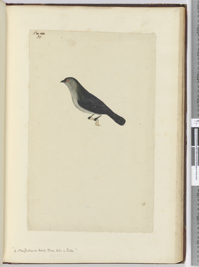 f.30 Un pájaro de Nueva Zelanda domesticado como un petirrojo, 1772-75 de Isaac Smith