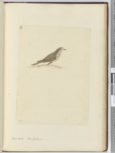 f.31 Alondra de arena. Nueva Zelanda, 1772-75 de Isaac Smith