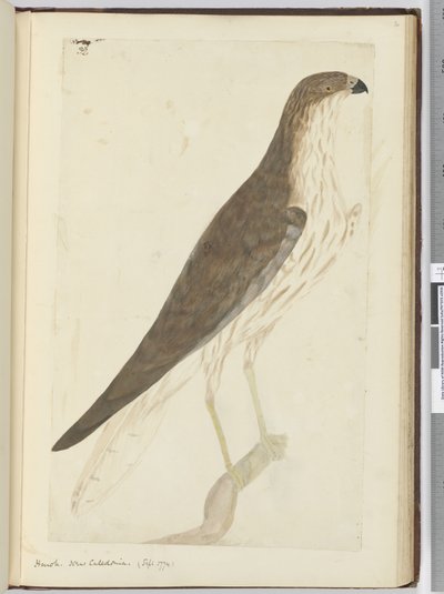 f.32 Halcón. Nueva Caledonia. (Sept. 1774), 1772-75 de Isaac Smith