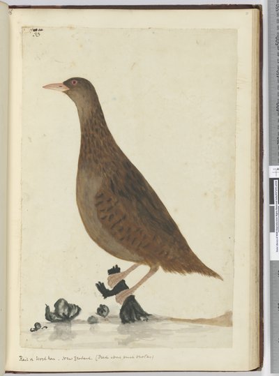 f.33 Rascón o gallina de monte. Nueva Zelanda. (Se alimenta cerca de pequeños arroyos), 1772-75 de Isaac Smith