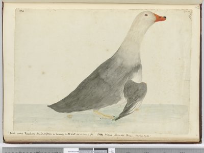 f.35 Pato llamado Corredor por su rapidez al correr sobre el agua pero no puede volar. Isla de los Estados Tierra del Fuego. Pesaba 29 lbs, 1772-75 de Isaac Smith