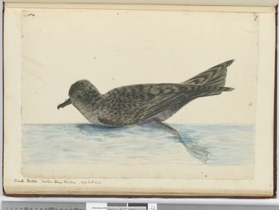 f.36 Pintado negro. Pollo de Madre Carey. Alta latitud sur, 1772-75 de Isaac Smith