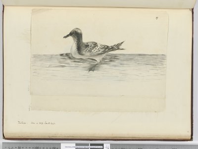 f.37a Pintado. Visto en alta latitud sur, 1772-75 de Isaac Smith