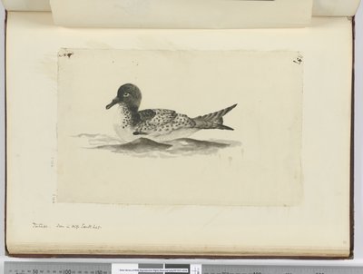 f.37b Pintado. Visto en alta latitud sur, 1772-75 de Isaac Smith