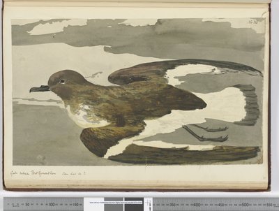 f.38 Gaviota llamada gallina de Port Egmont. Visto en lat. 50 S., 1772-75 de Isaac Smith