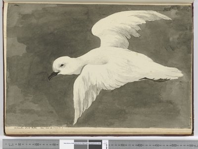 f.39 Petrel blanco antártico. Visto en lat. 60 a lat. 71 S., 1772-75 de Isaac Smith