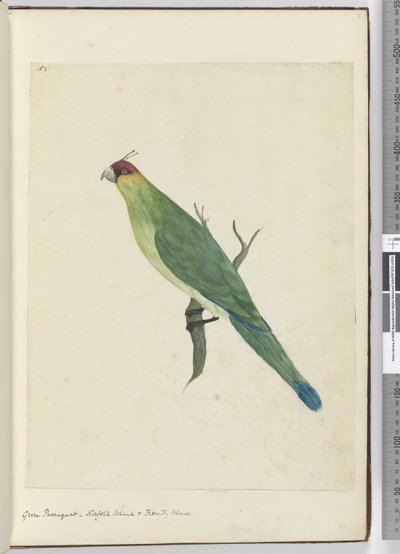 F.3 Periquito verde. Isla Norfolk e Islas Amistosas, 1772-75 de Isaac Smith