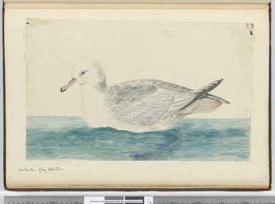 f.42 Albatros gris antártico, 1772-75 de Isaac Smith