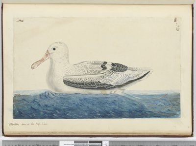 f.43 Albatros. Visto en el mar en alta latitud sur, 1772-75 de Isaac Smith