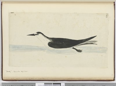 f.44 Noddy. Visto en el mar en alta latitud sur, 1772-75 de Isaac Smith