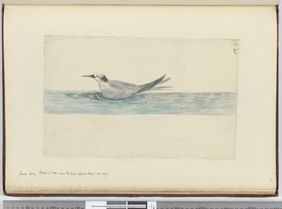 f.45 Petrel gris pequeño (?) visto cerca del Cabo de Buena Esperanza. Oct. 1772, 1772-75 de Isaac Smith
