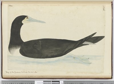 f.46 Cormorán de Nueva Zelanda que hace su nido en los árboles, 1772-75 de Isaac Smith