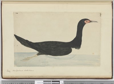 f.48 Cormorán. Nueva Zelanda e Isla de los Estados, 1772-75 de Isaac Smith