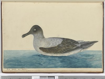 f.49 Albatros pequeño visto en lat. 65 S., 1772-75 de Isaac Smith