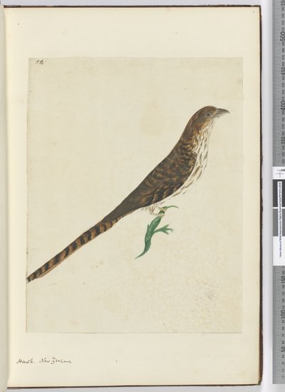 F.4 Halcón. Nueva Zelanda, 1772-75 de Isaac Smith