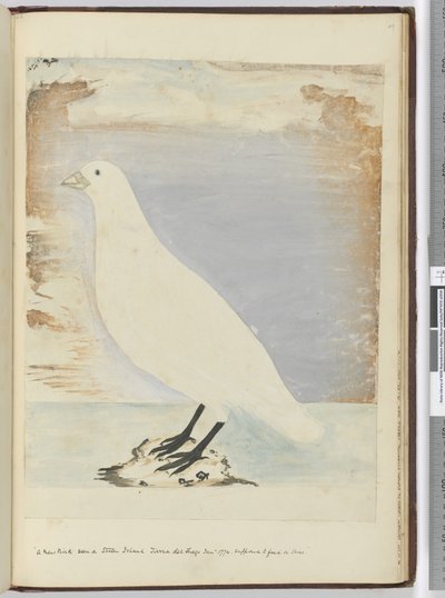 f.51 Un nuevo pájaro visto en la Isla de los Estados Tierra del Fuego Ene. 1774. Se supone que se alimenta en la costa, 1772-75 de Isaac Smith