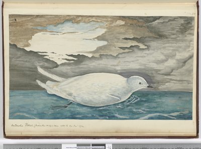 f.53 Petrel antártico (más pequeño que el No. 29) visto con el hielo Ene. 1772, 1772-75 de Isaac Smith