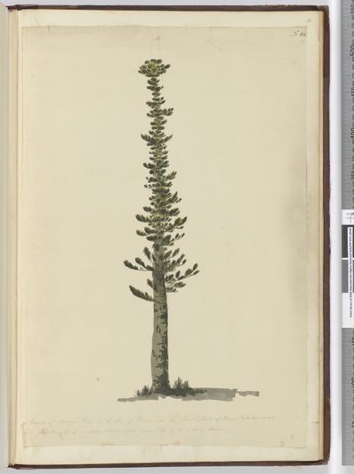 f.54 Tipo de pino abeto en la Isla de los Pinos en el extremo sur de Nueva Caledonia y alto para mástiles de un tipo muy grande. Visto Sept. 1774..., 1772-75 de Isaac Smith