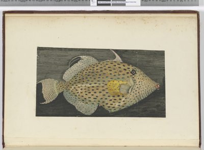 f.55 Un pez llamado Vieja de S. Jago, 1772-75 de Isaac Smith