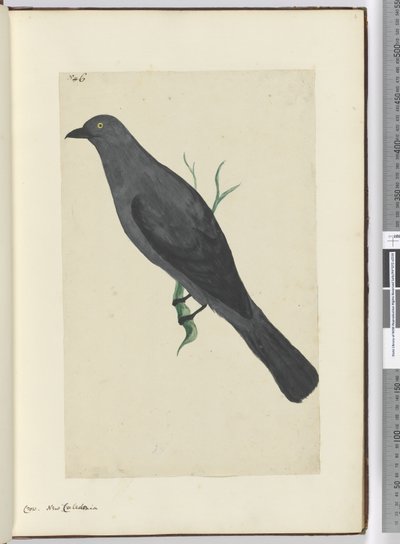 F.6 Cuervo. Nueva Caledonia, 1772-75 de Isaac Smith