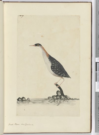 F.7 Chorlito pequeño. Nueva Zelanda, 1772-75 de Isaac Smith