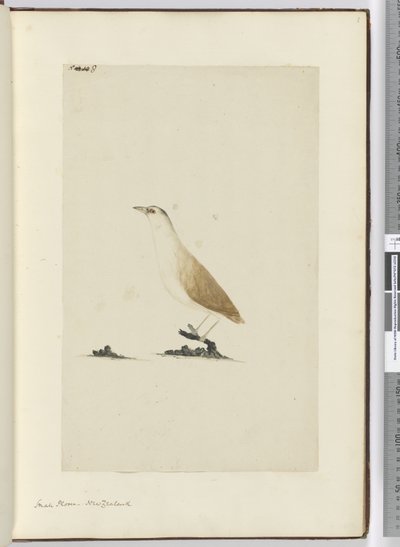 F.8 Chorlito pequeño. Nueva Zelanda, 1772-75 de Isaac Smith