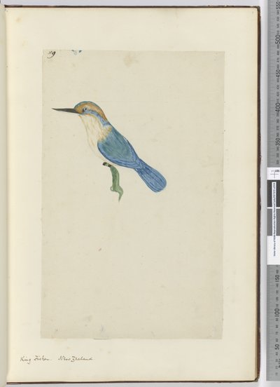 F.9 Martín pescador. Nueva Zelanda, 1772-75 de Isaac Smith