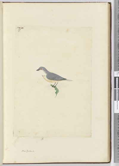 f.17 Pájaro no identificado de Nueva Zelanda, 1772-75 de Isaac Smith