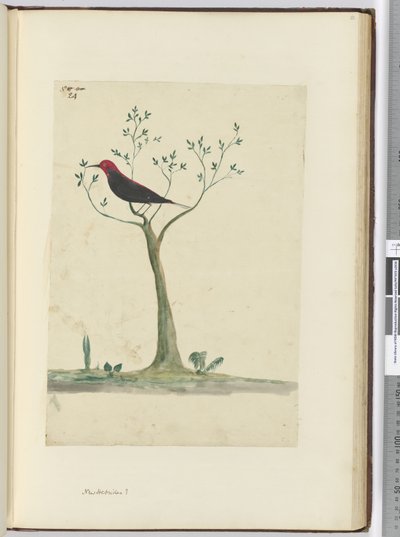 f.24 Nuevas Hébridas ?, 1772-75 de Isaac Smith