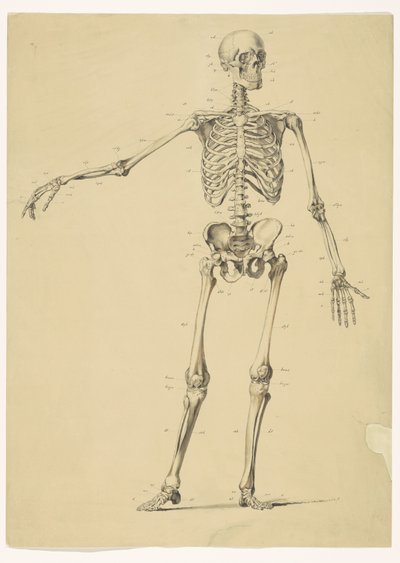 Esqueleto humano, con notas de Isaac Weissenbruch