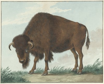 Bisonte de Isaac van Haastert