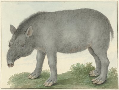 Tapir de Isaac van Haastert