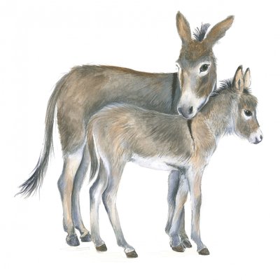 Burro y potro de Isabelle Brent