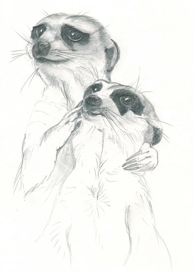 Dibujo de suricatas de Isabelle Brent