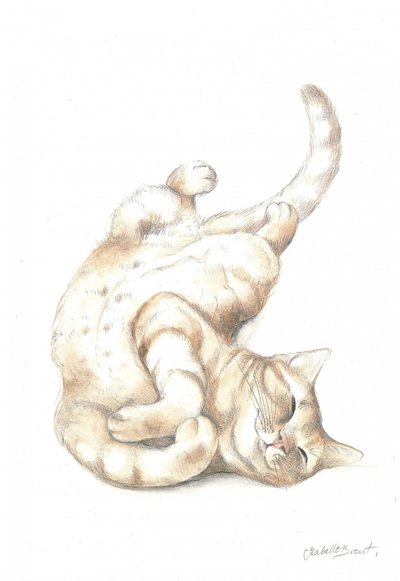 Gato relajado de Isabelle Brent