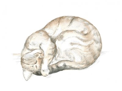 Gato atigrado durmiendo de Isabelle Brent