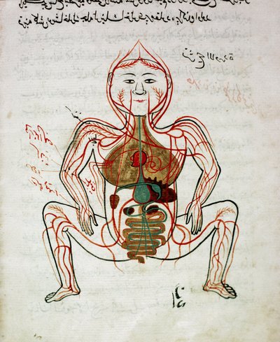 Medicina árabe: "circulación sanguínea y sistema digestivo". Miniatura del manuscrito de anatomía "Tashrih bi al-Taswir" (Anatomía del cuerpo) por Mansur ibn Ilyas (circa 1390) siglo XVII Estambul, biblioteca universitaria de Islamic School