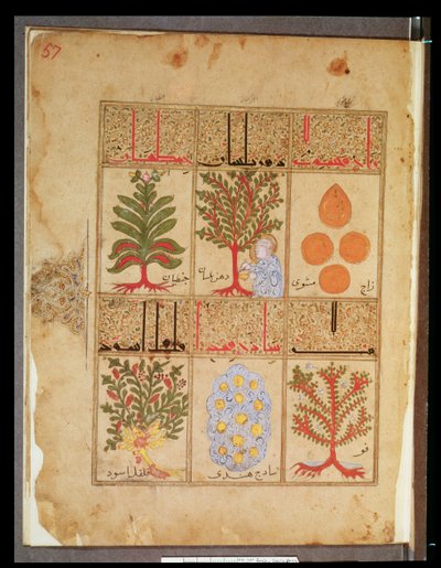 Ms. Arabe 2964 fol.57 Plantas medicinales para la teriaca, del Tratado de Teriaca según Galeno, 1217 de Islamic School