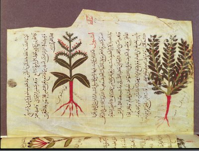 Ms. Arabe 4947 fol.84, Plantas de un tratado de Dioscórides, siglo XIII de Islamic School
