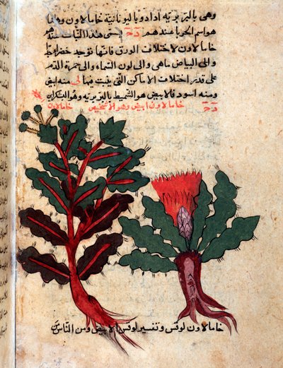 Página de un herbario médico (manuscrito) de Islamic School