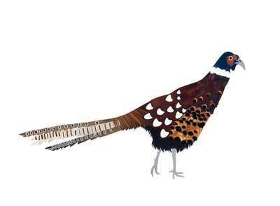 Faisán, 2013 (papel cortado) de Isobel Barber