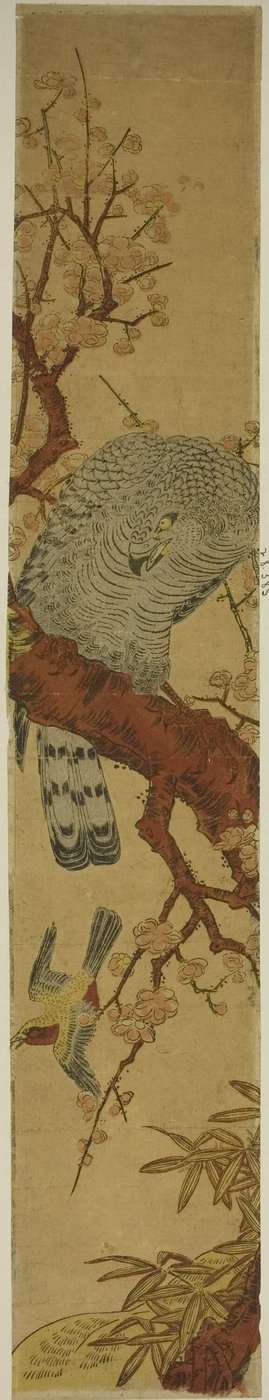 Halcón en Rama de Ciruelo Mirando a un Pájaro Huyendo de Isoda Koryusai